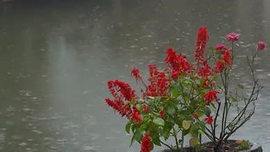 池塘雨季花卉00555846视频的预览图